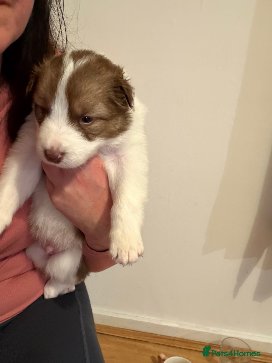 Border Collie dogs for sale: Little of collie pups - Advert 6