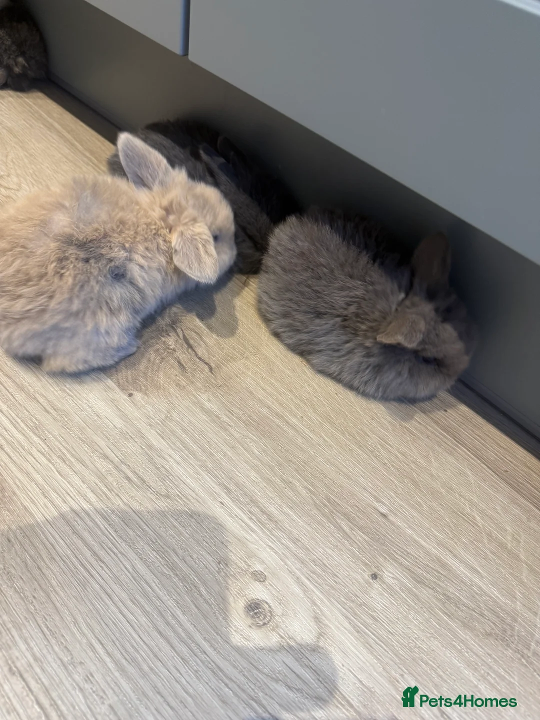 Dwarf Lop rabbits for sale: 6 beautiful bunnies for sale  - Advert 18