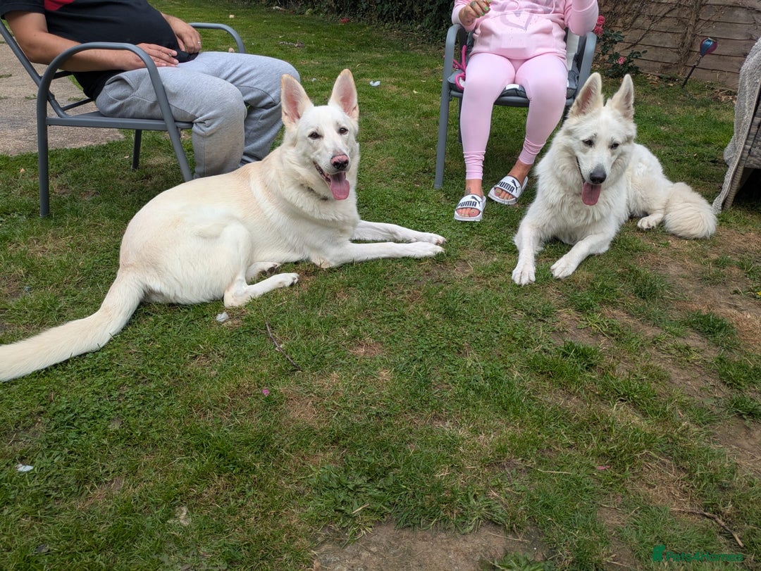 German Shepherd dogs for sale: Storm 7 month old German Shepherd Male - Advert 8