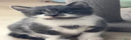 Mixed Breed cats for sale: Beautiful kittens looking for home ❤️ - Advert 3