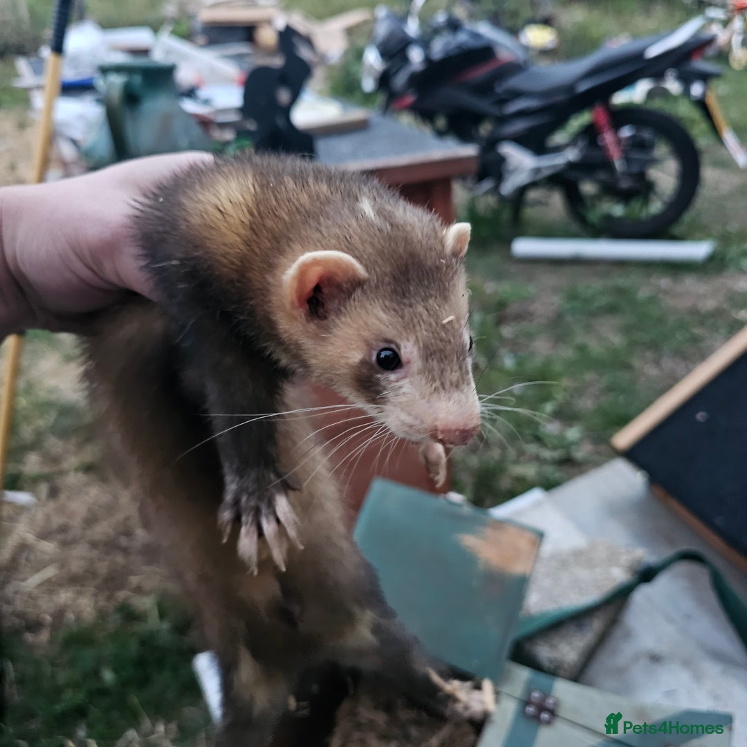 Ferret rodents for sale: 4 hobs kits from working stock for sale - Image 7