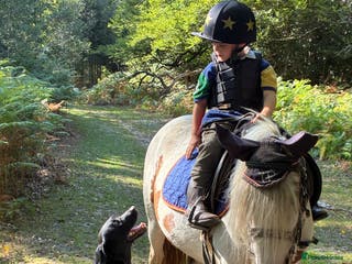 Labrador Retriever dogs Kc reg black labrador dog puppies - Advert 6