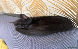 Bombay cats for sale: 4.5m Female Kitten - Image 1