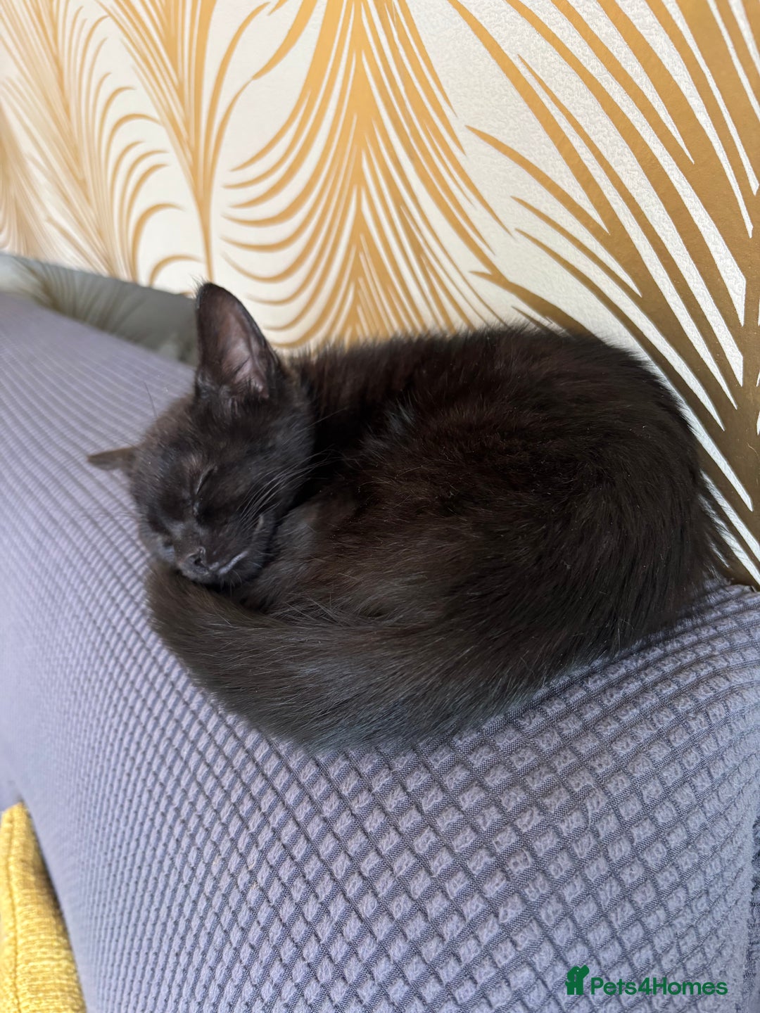 Bombay cats for sale: 4.5m Female Kitten - Image 1