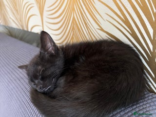 Bombay cats for sale - Advert 1