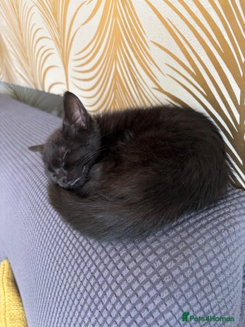 Bombay cats - Advert 1