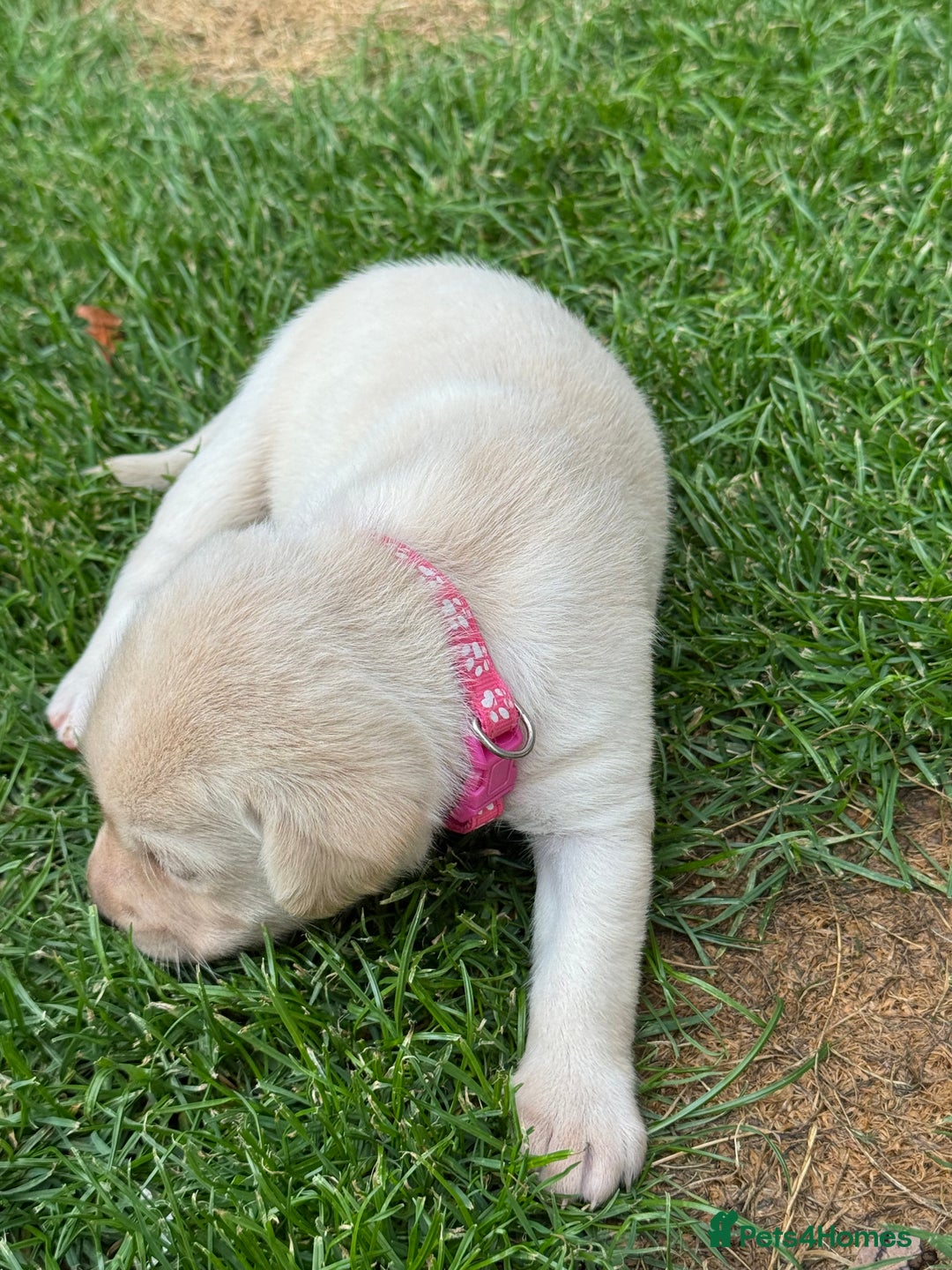Labrador Retriever dogs for sale: Stunning KC Reg Yellow Labrador Puppies - Image 16