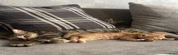 Mixed Breed cats for sale: 2 beautiful male kittens (Ready to leave 15/08) - Advert 16