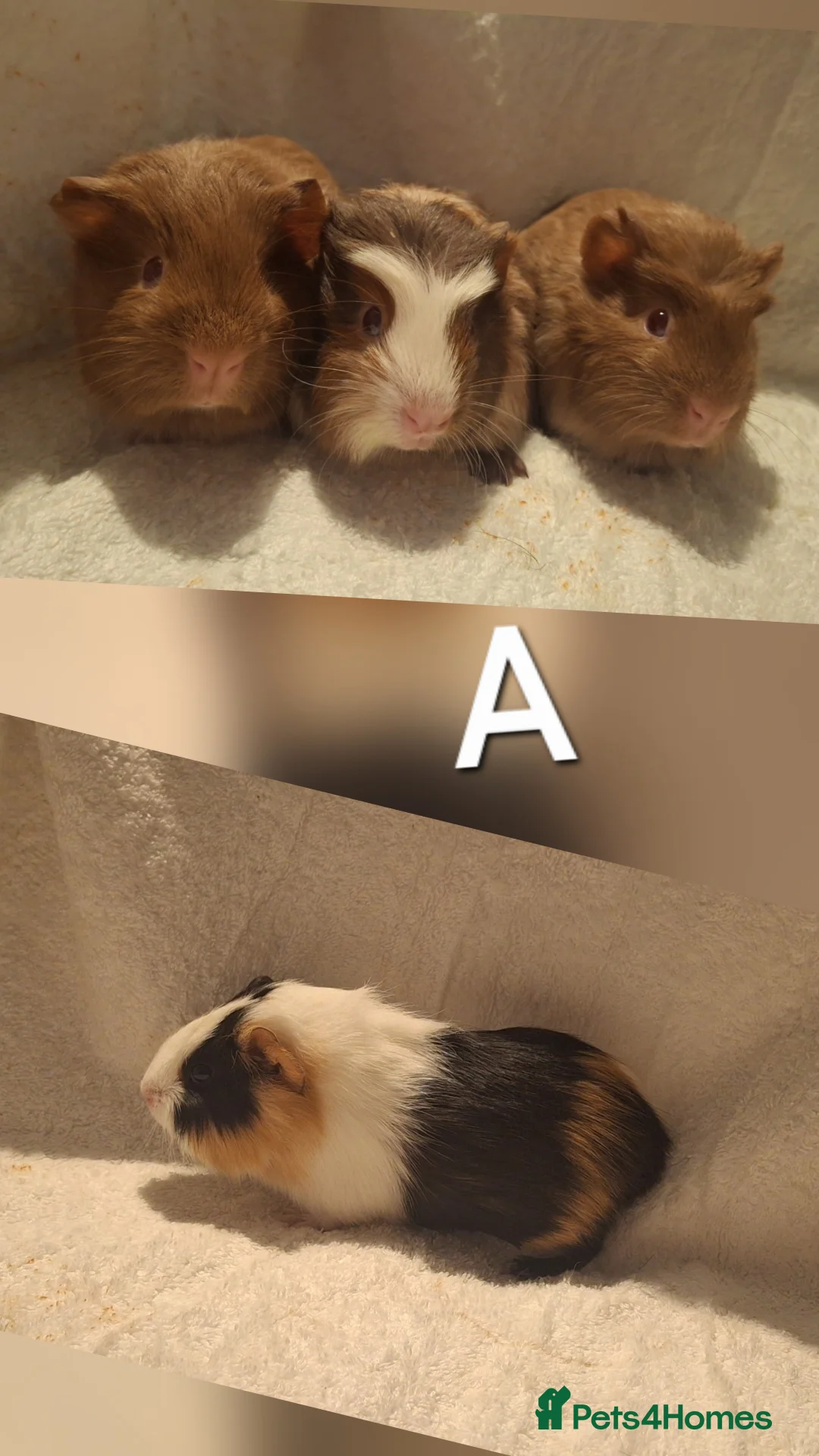Guinea Pig rodents for sale: Gorgeous guinea pigs looking for new home 🏡  - Advert 1