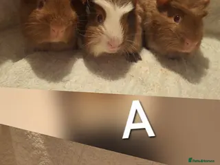 Guinea Pig rodents Gorgeous guinea pigs looking for new home 🏡 - Advert 19