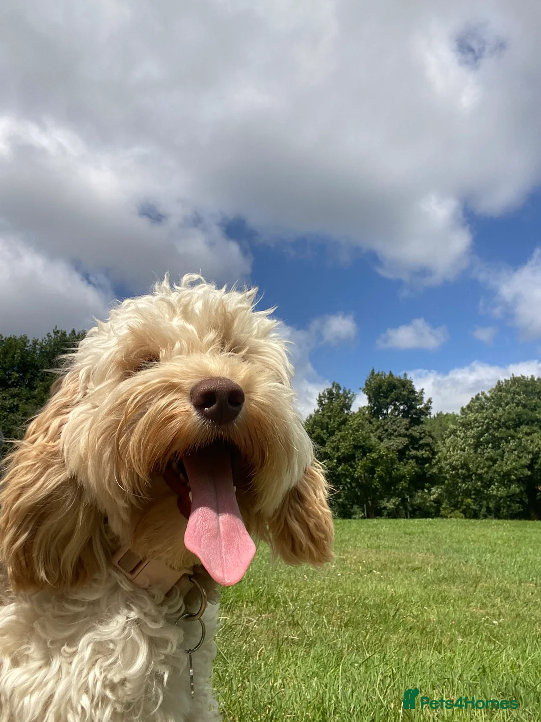 Cockapoo dogs for sale: Beautiful girl looking for her forever home - Advert 7