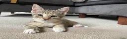 Mixed Breed cats for sale: 2 tabby girl kittens unusual colourings  - Advert 10