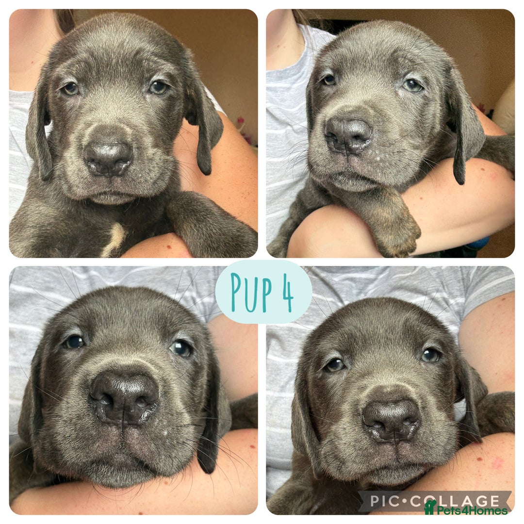 Cane Corso dogs for sale: 2 blue & 2 black cane corso girls! Can leave now🐾 - Image 5