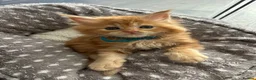 Maine Coon cats for sale: Stunning Red Kittens TICA reg  - Advert 6