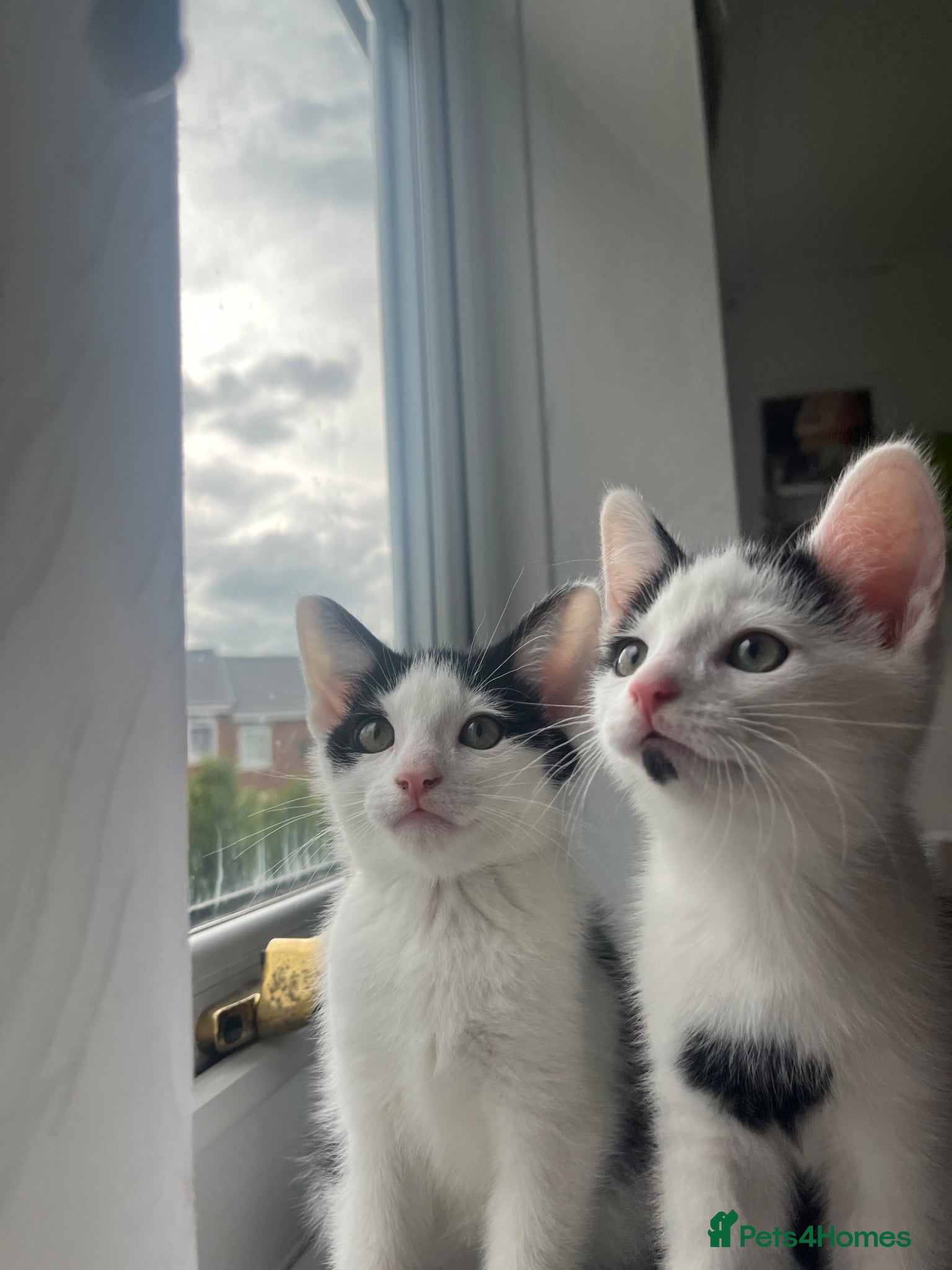 Domestic Shorthair cats 2 kittens left!! - Advert 4