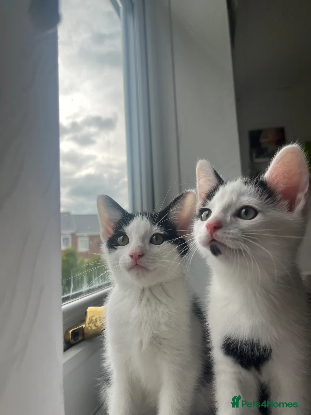 Domestic Shorthair cats for sale: Gorgeous kittens needing homes <3  - Advert 1