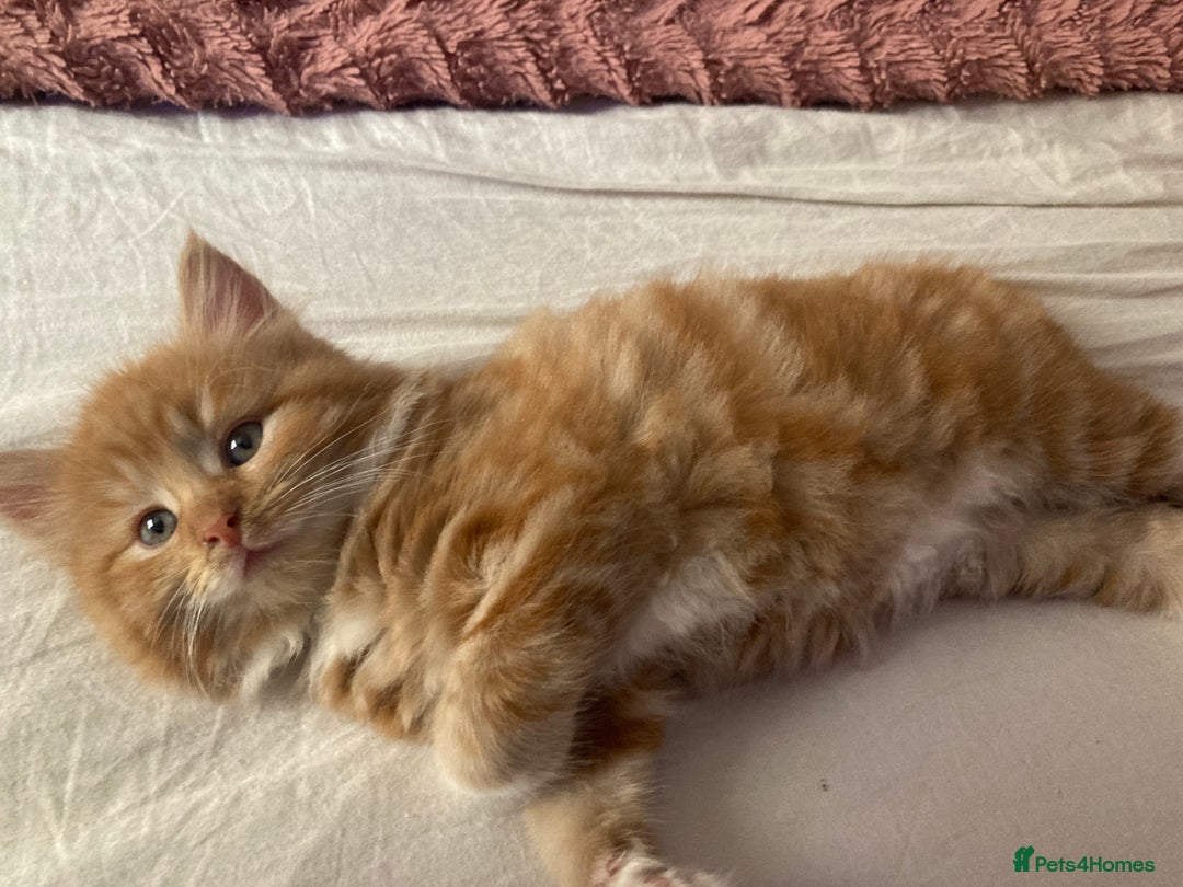 Mixed Breed cats for sale: Lovely kitten for sale  - Image 4