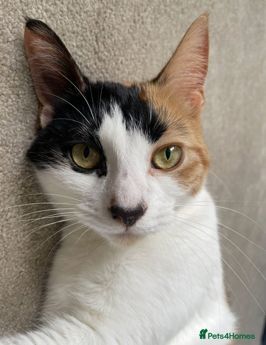 Domestic Shorthair cats for sale: Family cat needs a new home - Advert 7