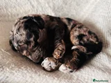 Cavapoo 6 - Pippa Merle Boy