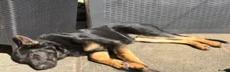 German Shepherd dogs for sale: Apollo - Advert 2