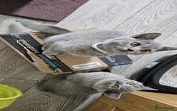 British Shorthair cats for sale: British Blue Shorthair - Image 26