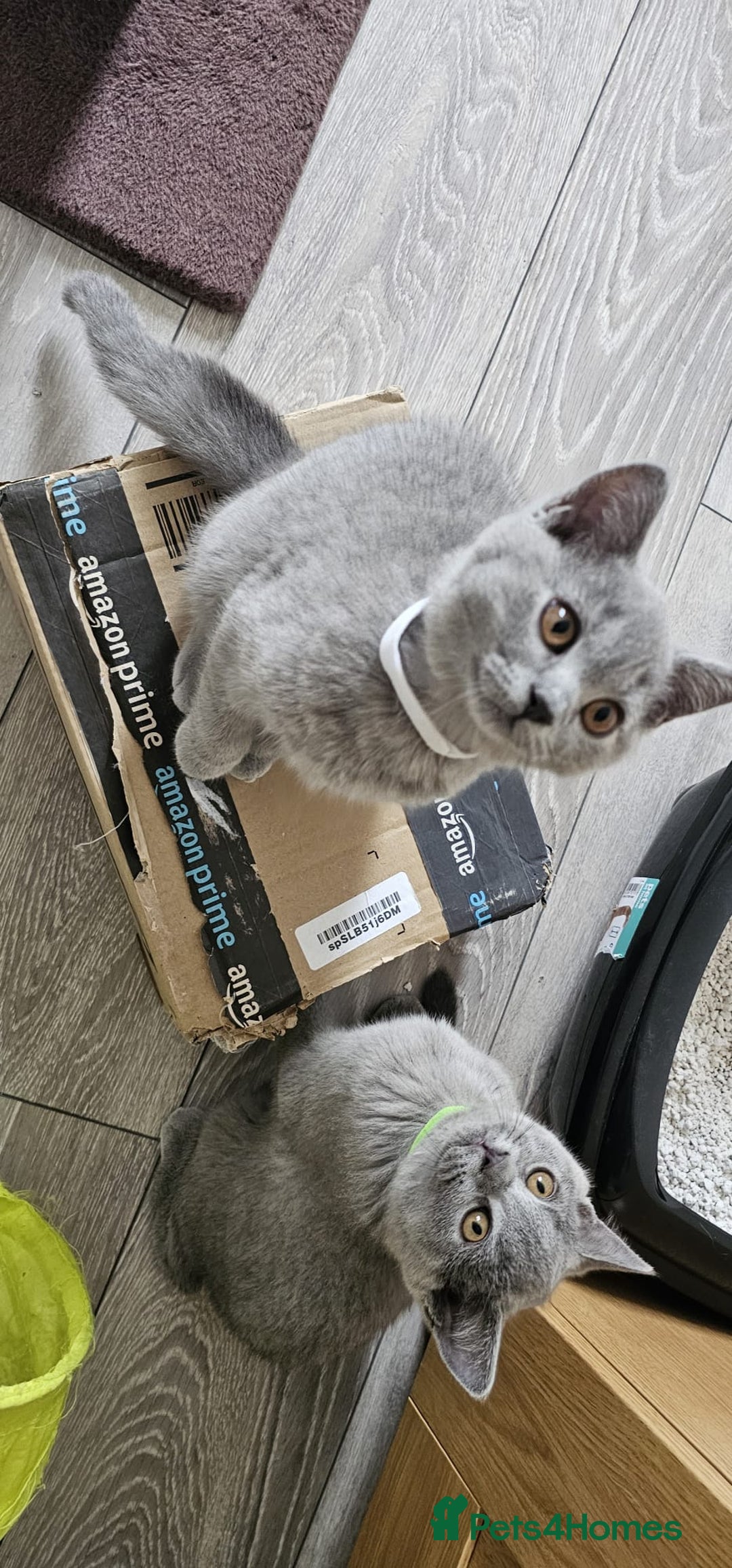 British Shorthair cats for sale: British Blue Shorthair - Image 26