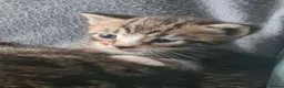 Egyptian Mau cats for sale: 2 beautiful baby boys  - Advert 8