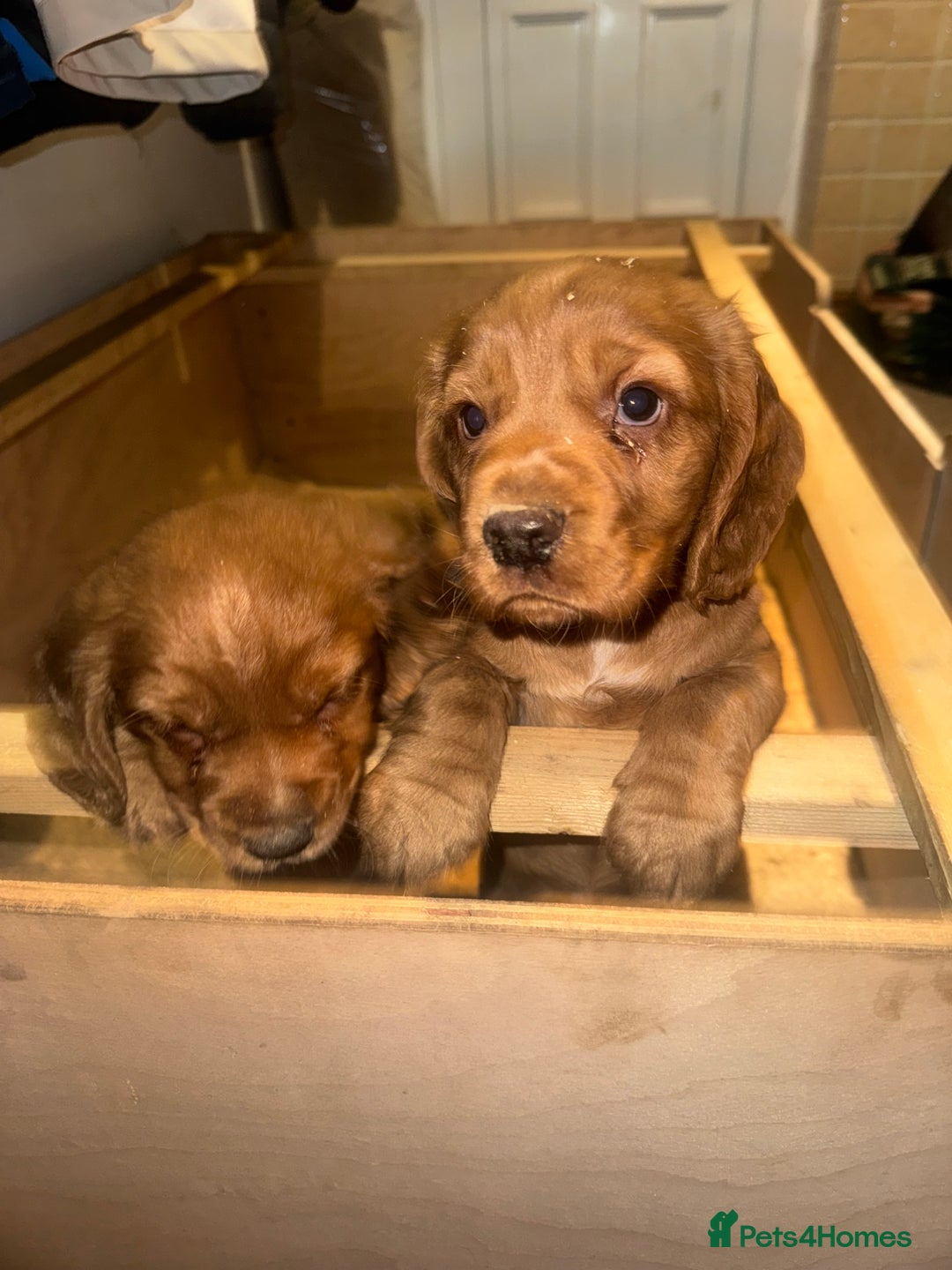 Cocker Spaniel dogs for sale: Cocker Spaniel   - Advert 6