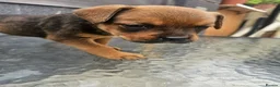 Mixed Breed dogs for sale: Amstaff x Rottwiller puppies looking for a home in Walsall - Advert 7