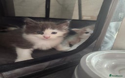 Maine Coon cats for sale: Maine Coon Kittens purebred – Reserve Now - Image 30