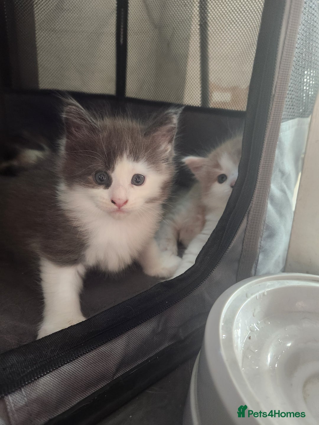Maine Coon cats for sale: Maine Coon Kittens purebred – Reserve Now - Image 30