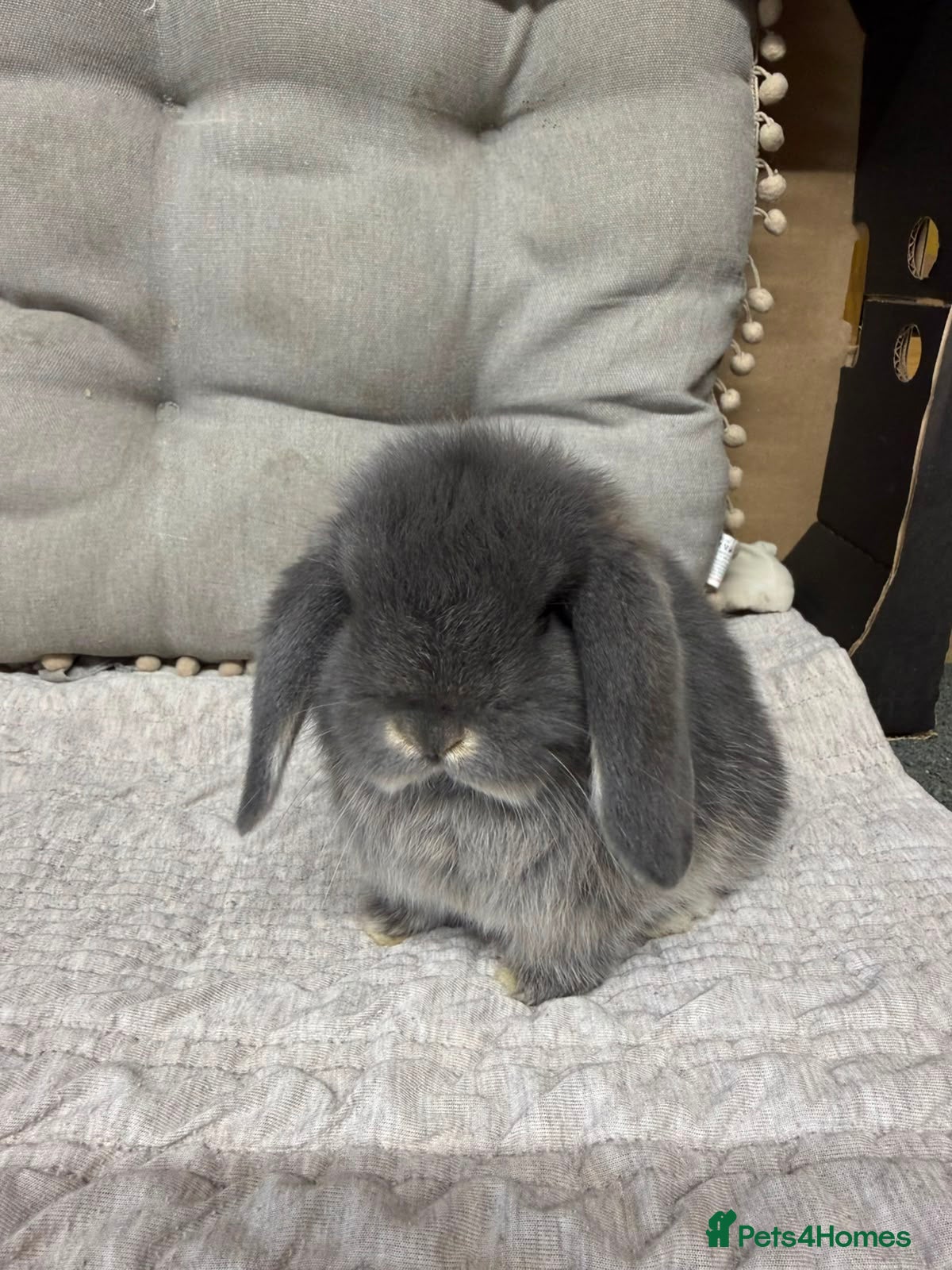Mini Lop rabbits Baby lops  - Advert 17