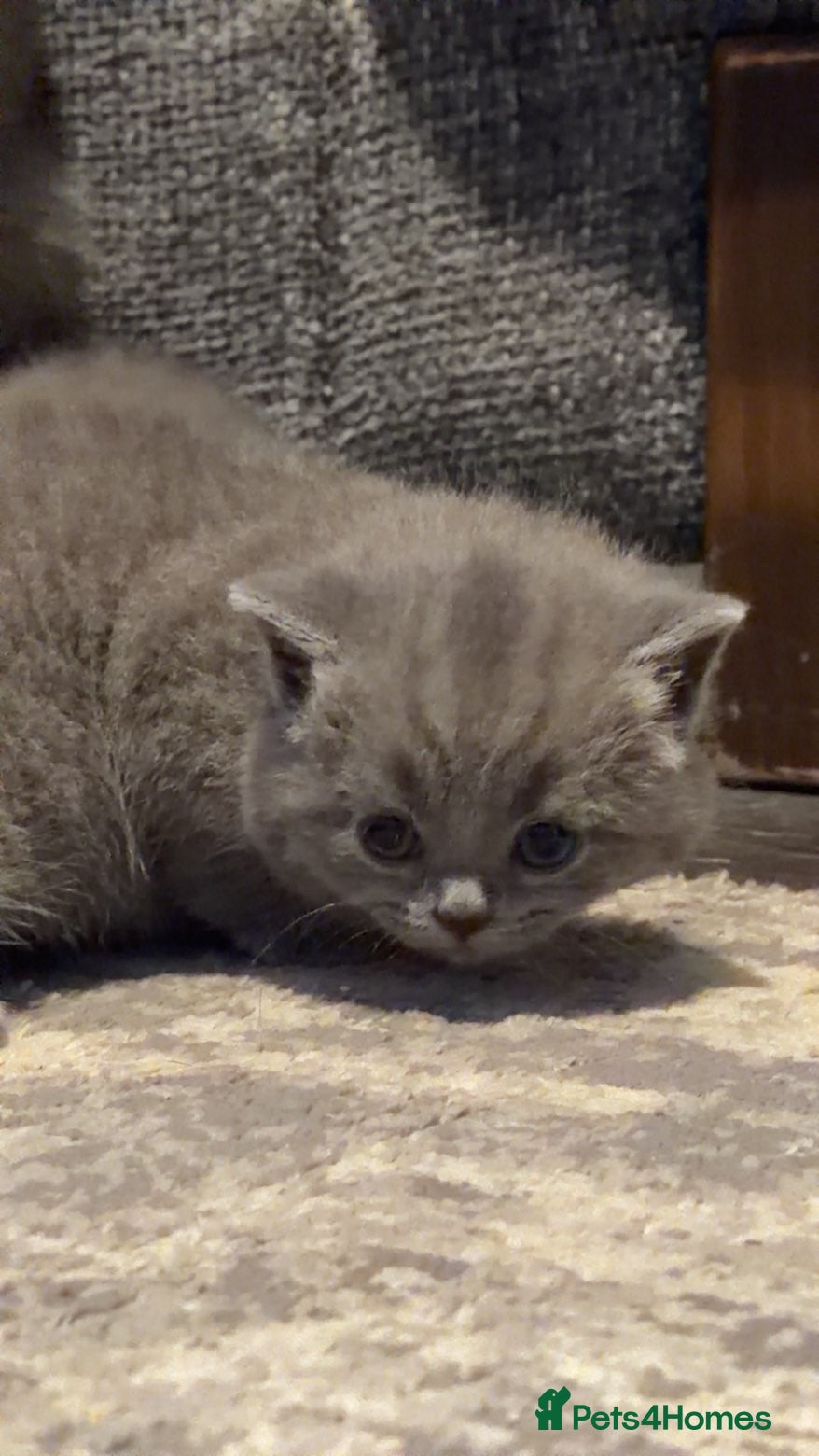 British Shorthair cats Chunky British short hair  - Advert 14