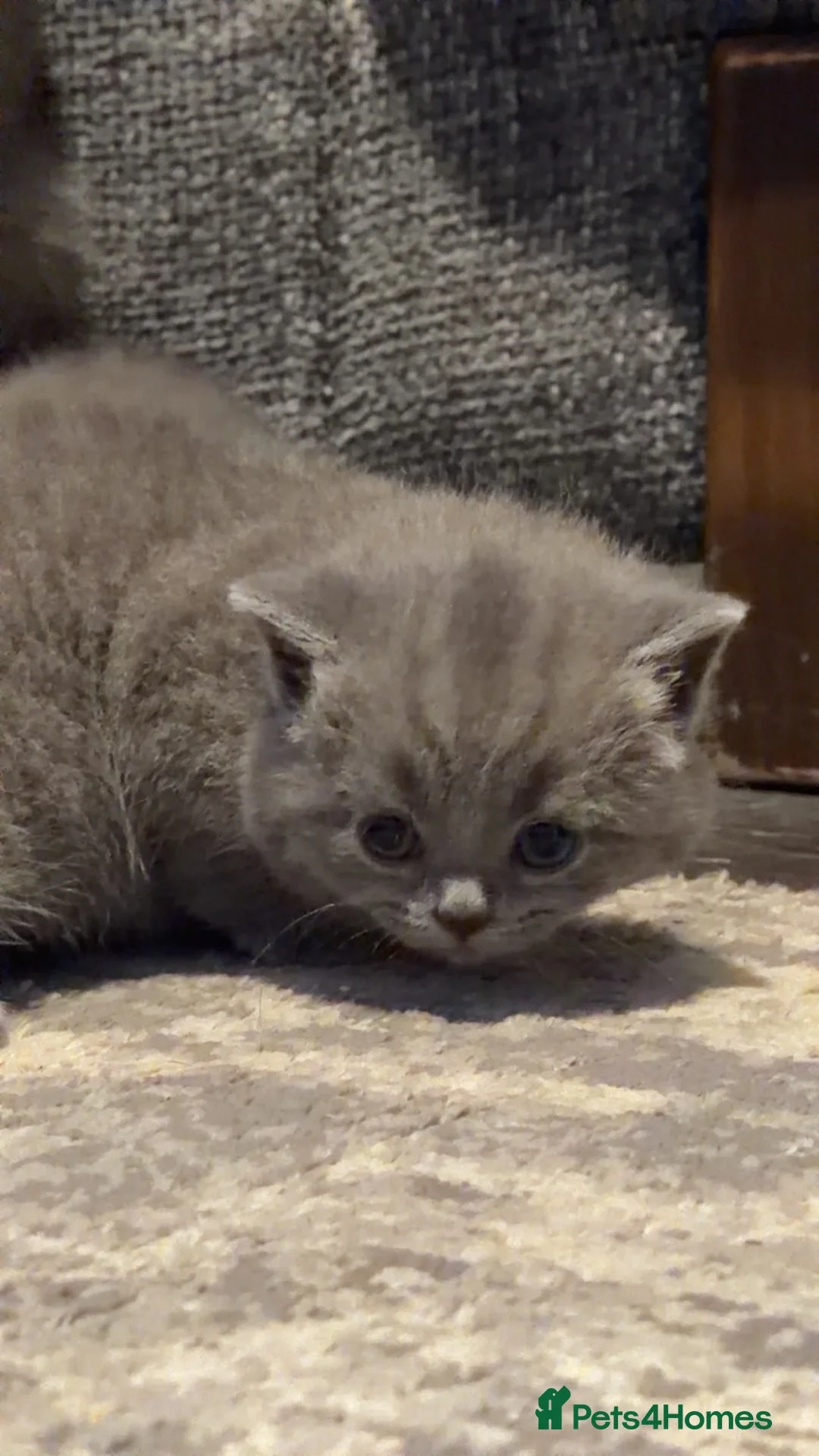 British Shorthair cats for sale: Chunky British short hair  - Advert 1