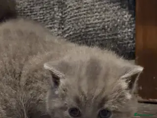British Shorthair cats Chunky British short hair - Advert 14