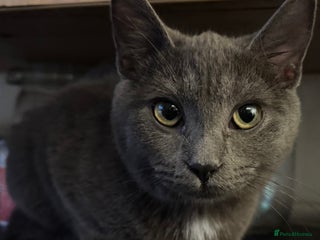 Bengal cats Beautiful Bengal x British short hair kittens! - Advert 13