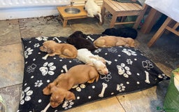Sprocker dogs for sale: Sprocker cross cocker spaniel puppies  - Image 8