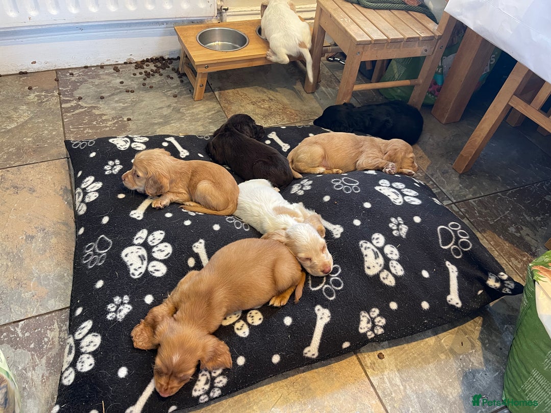 Sprocker dogs for sale: Sprocker cross cocker spaniel puppies  - Image 8