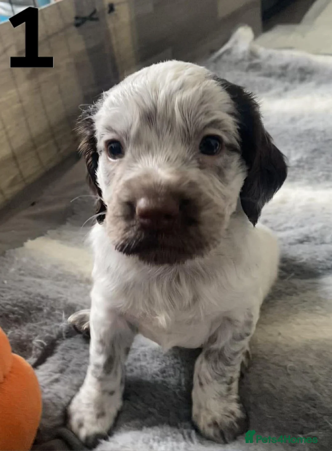 Sprocker dogs for sale: Beautiful Home-Reared Sprocker Puppies - Advert 2