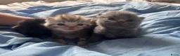Persian cats for sale: Beautiful Persian kittens - Advert 9