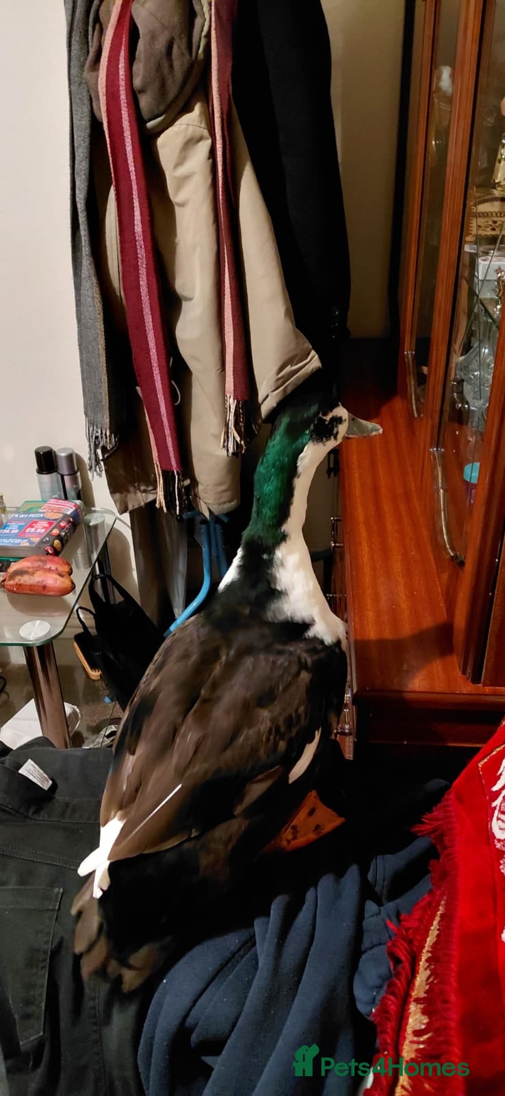 Ducks poultry Khaki campell drake for sale  - Advert 11