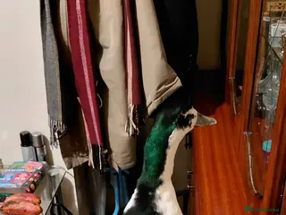 Ducks poultry Khaki campell drake for sale - Advert 11