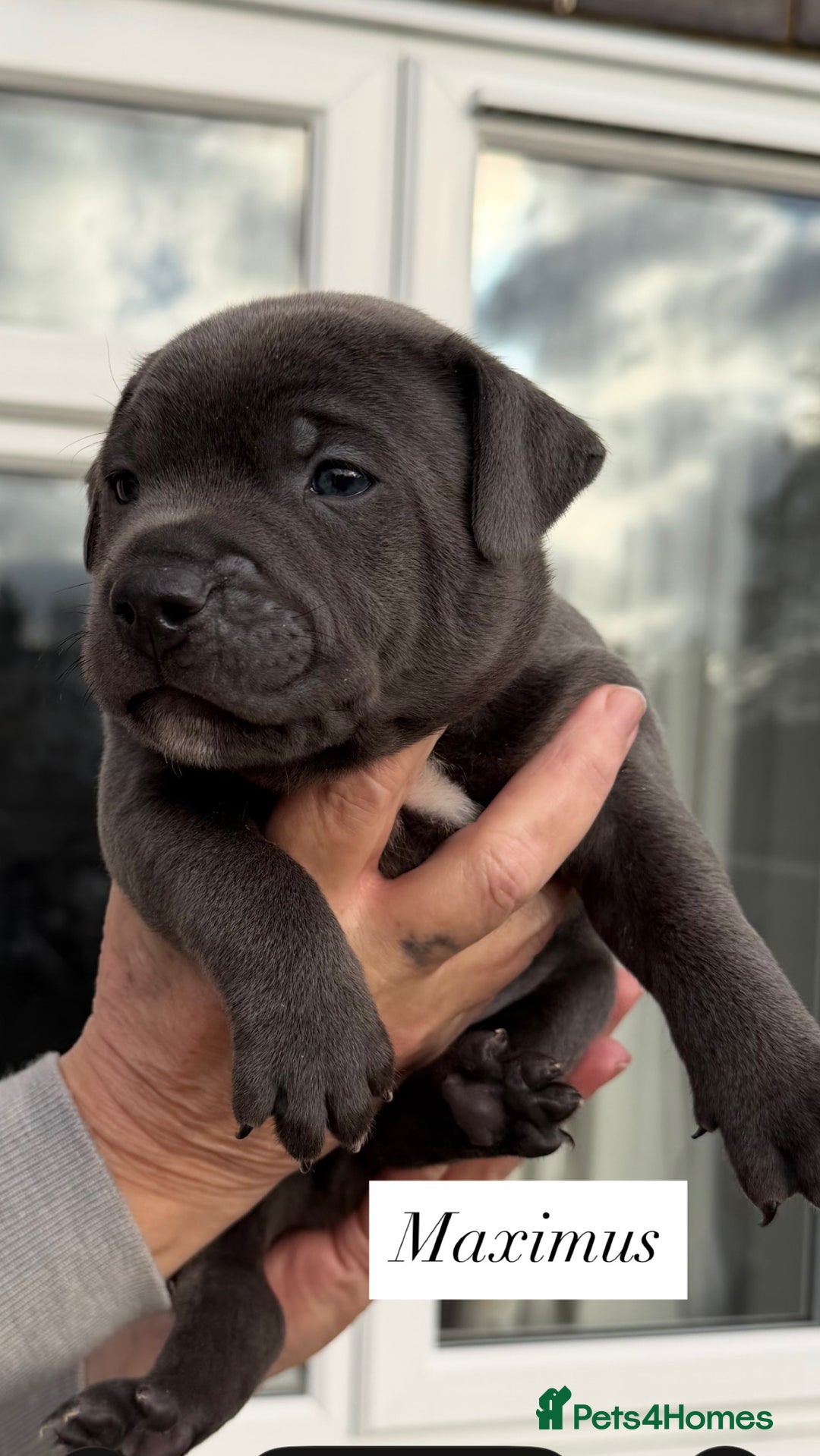 Staffordshire Bull Terrier dogs for sale: 5 beautiful blue Staffordshire puppies  - Advert 3