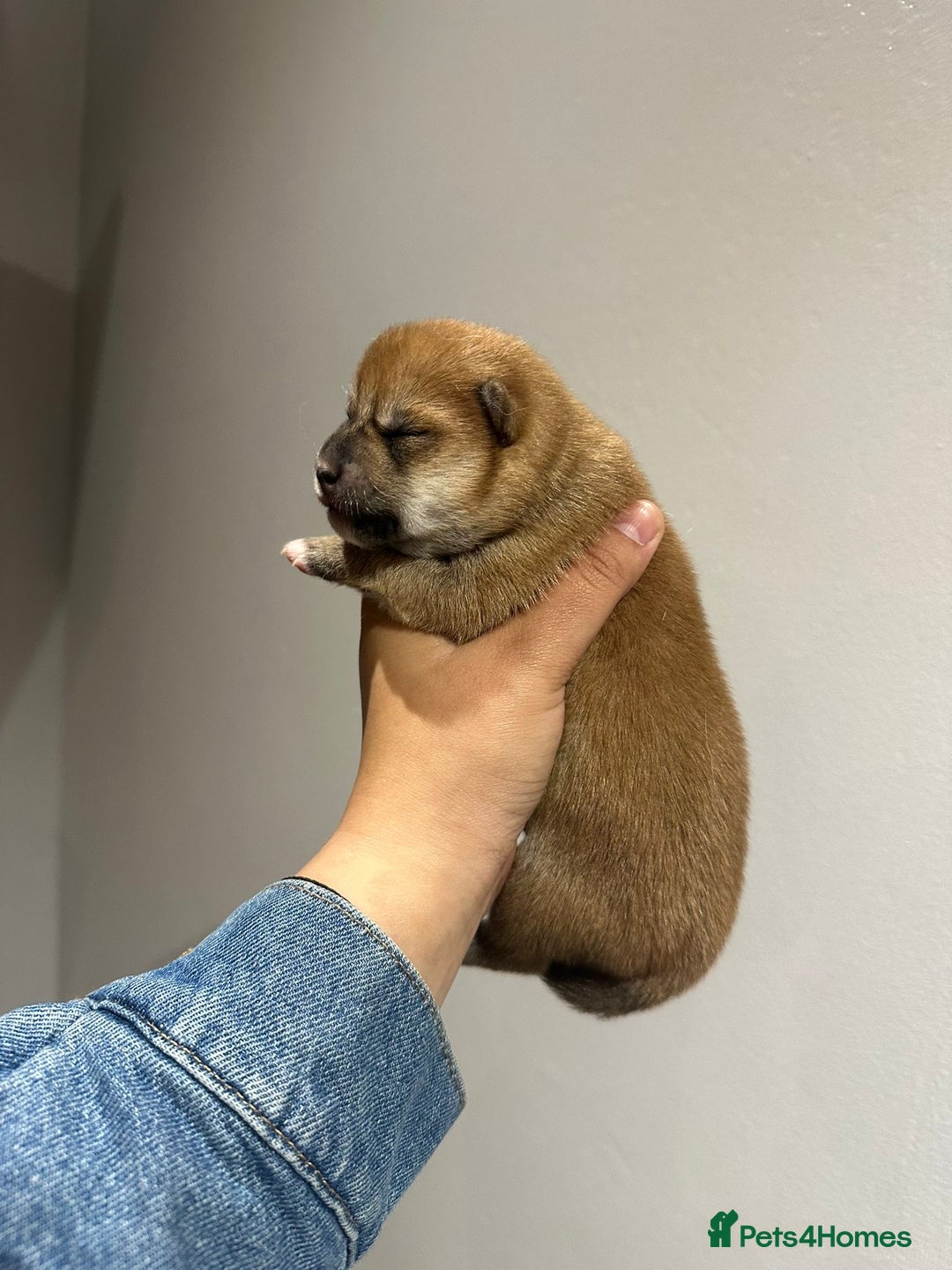 Japanese Shiba Inu dogs for sale: CHUNKY AND PURE Japanese Shiba Inu - Image 5