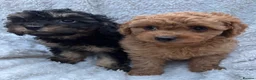 Cavapoo dogs for sale: ⭐️6 CAVAPOO’S Ready Now in CHESHIRE⭐️ - Advert 9