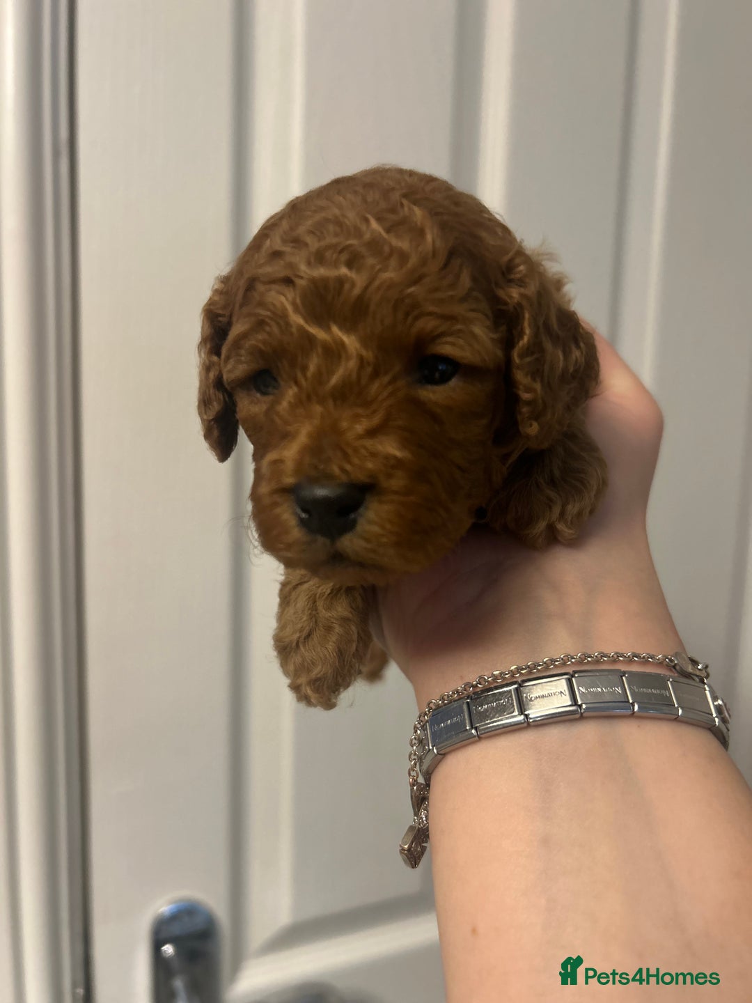 Cavapoo dogs for sale: TOY RED CAVAPOO PUPPIES  - Advert 9