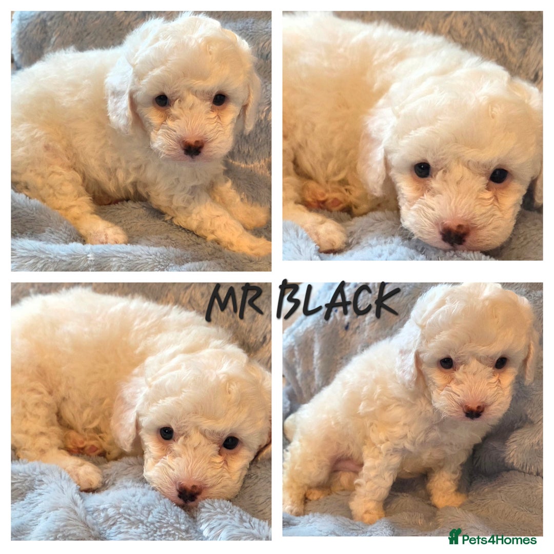 Cavapoo dogs for sale: F1B Cavapoo Puppies 4 boys avialable - Advert 4