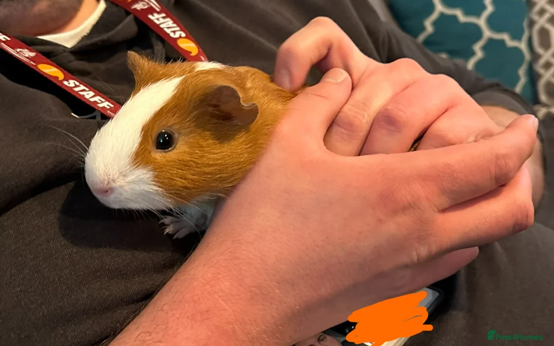 Mini Lop rabbits for sale: Bonded boy rabbits and guinea pigs  - Advert 6