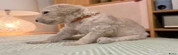 Goldendoodle dogs for sale: Goldendoodle Puppies - Advert 23