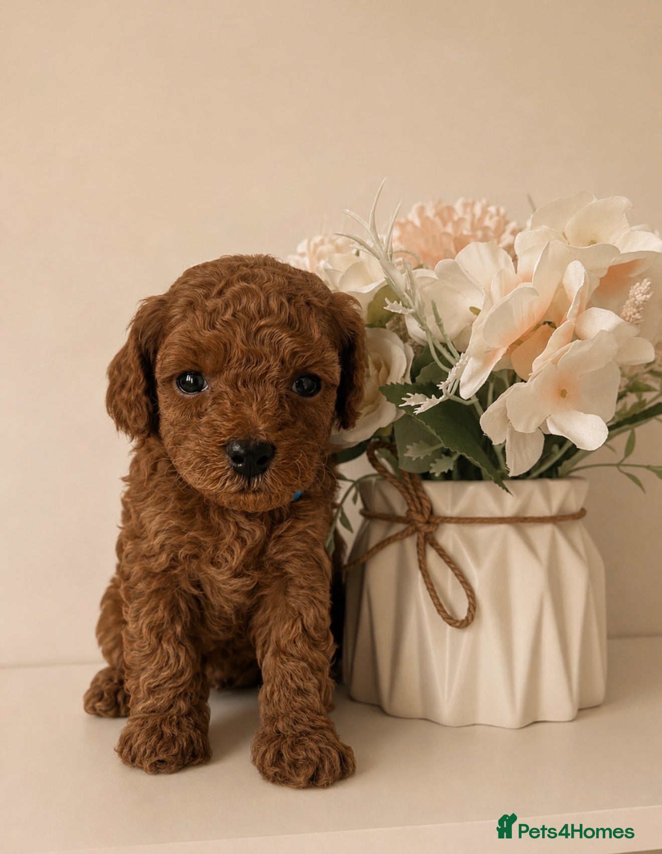 Toy Poodle dogs 🐩🤎Exceptional Deep Red Toy Poodle Puppies 🤎🐩  - Advert 7